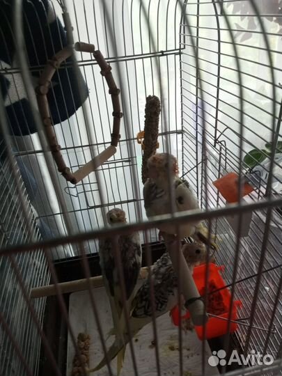 Попугай корелла птенец