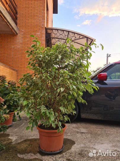 Фикус бенджамина пестролистный