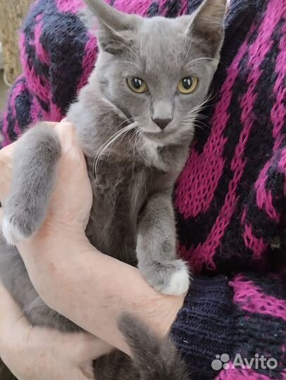 Ручные котята в добрые руки