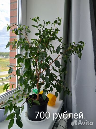 Циссус, хавортия, фикус