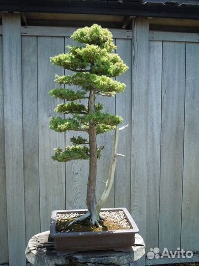 Секвойя бонсай, семена