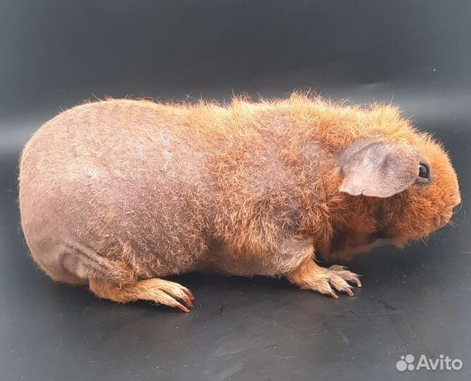 Голая (лысая) морская свинка браш