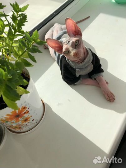 Канадский сфинкс