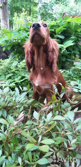 Щенки ирландский сеттер