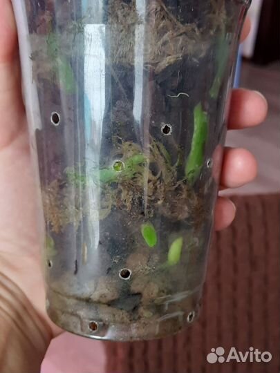 Фаленопсис Allura 'Veneto'