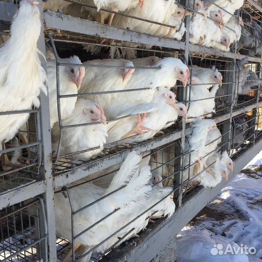 Куры Несушки