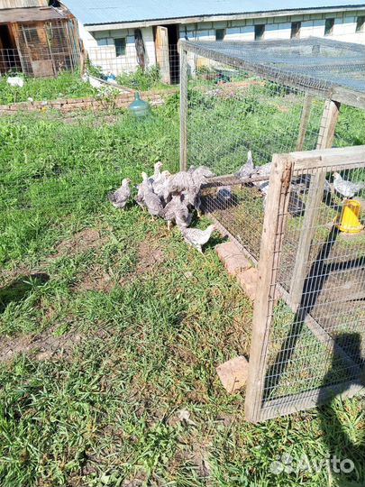 Цыплята Борковская барвистая