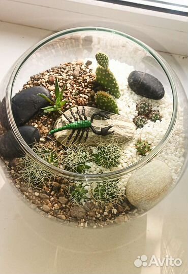 Флорариум с кактусами