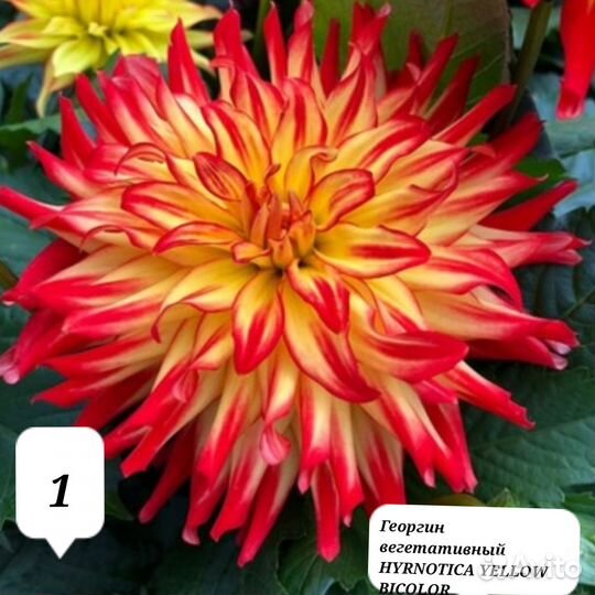 Георгины вегетативные