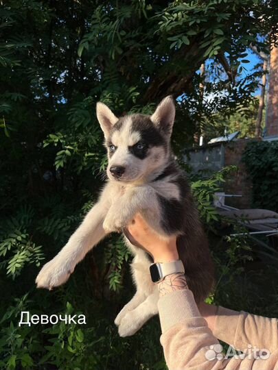 Щенки сибирской хаски