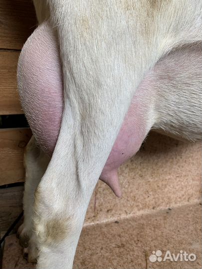 Козы дойные