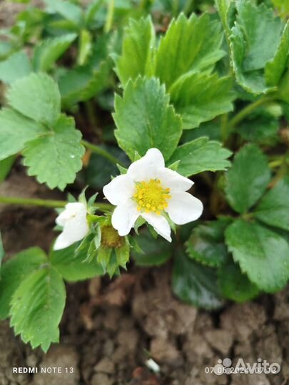 Рассада клубники