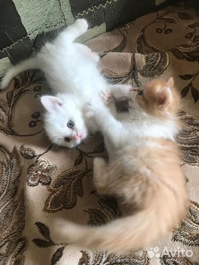 Кошка в дар