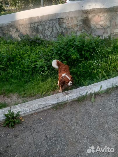 Кокер спаниель