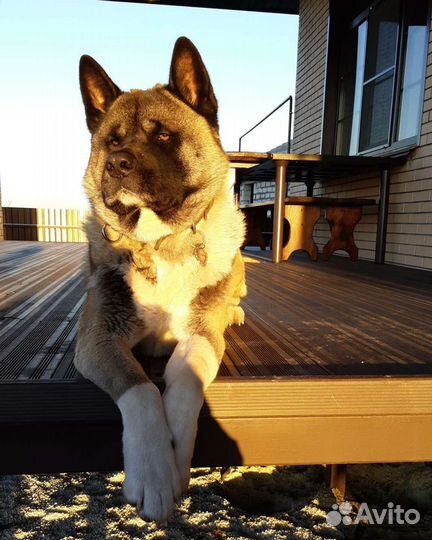 Вязка собак