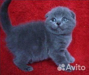 Вислоухие котята