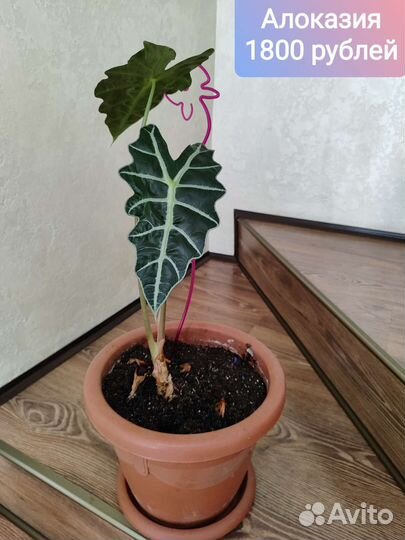 Комнатные цветы