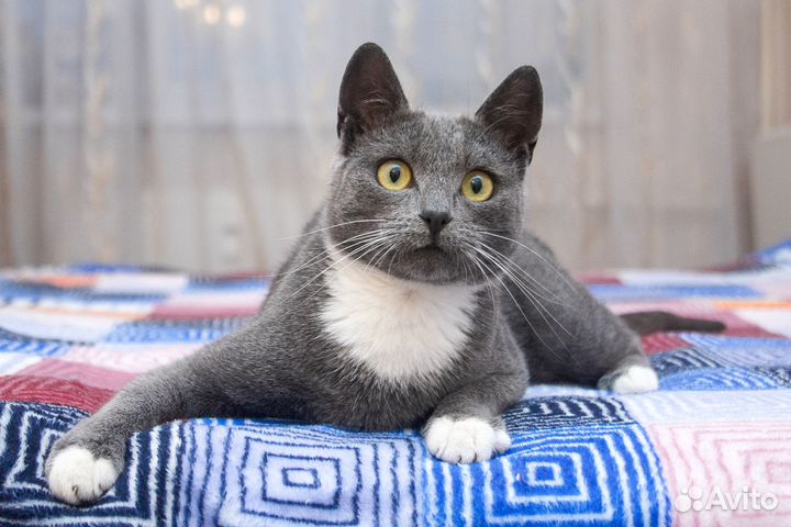 Кот Алехандро