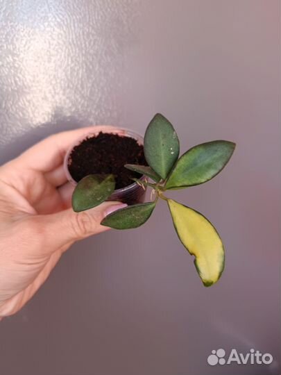 Хойи укорененные