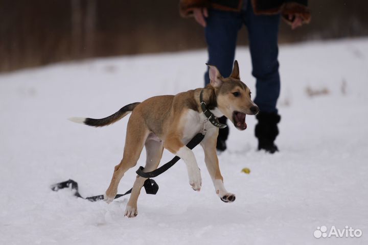 Щенок ищет дом мальчик 4,5 мес