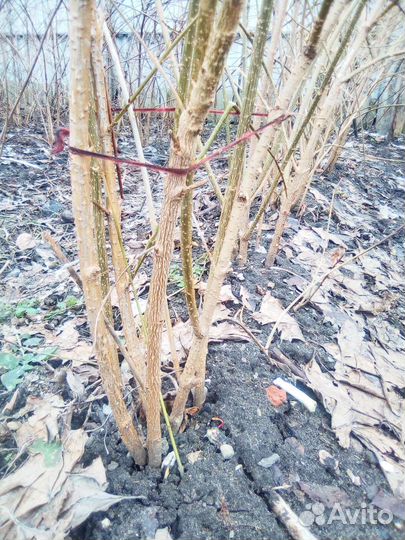 Форзиция. Жасмин алыча. Вишня войлочная