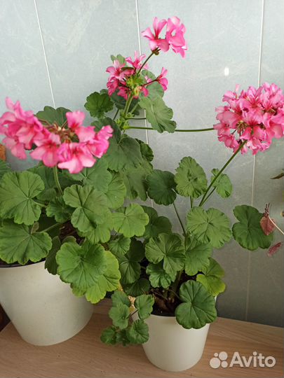 Пеларгония - укоренённые черенки, саткрезия