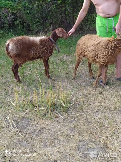 Овцы бараны ягнята