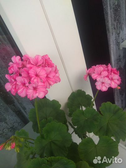 Герань пеларгония