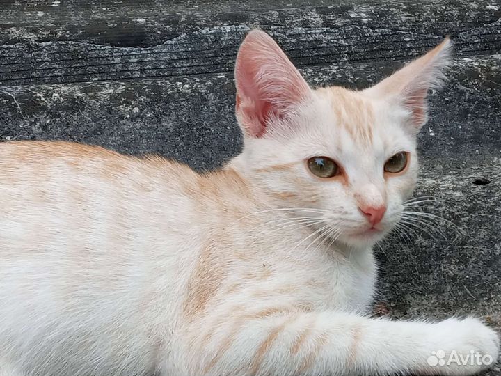 Котята в добрые руки бесплатно