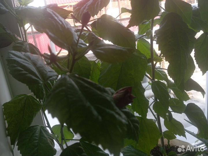 Алоэ вера, гибискус красный