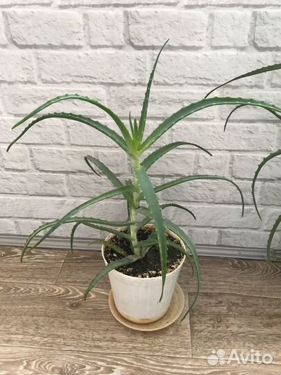 Алоэ лечебный. столетник