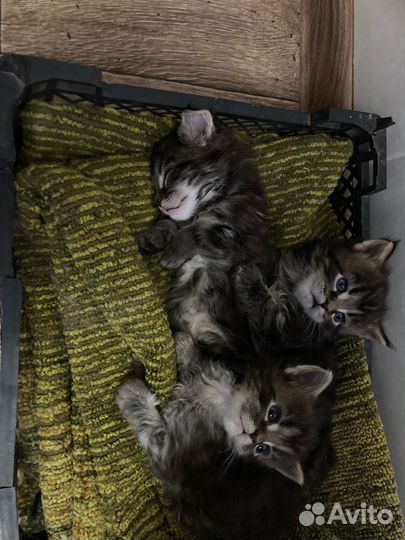 Котята мейн-кун