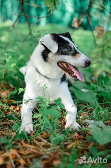 Собака щенок Нюра хочет найти дом