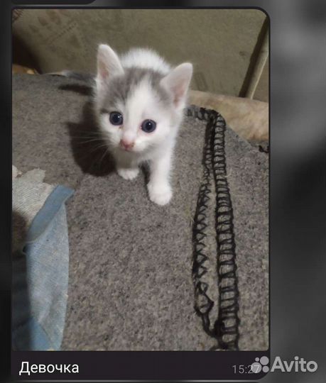 Котята в добрые руки