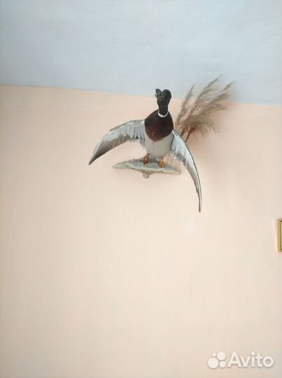 Селезень кряквы