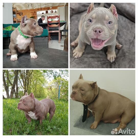 Булли детки для вас