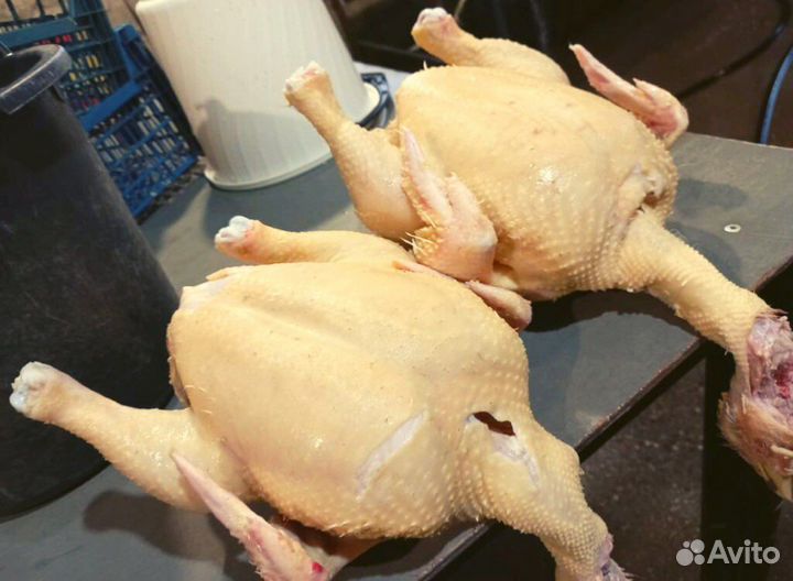 Куры домашние