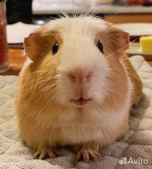 Морские свинки