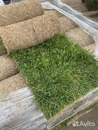 Рулонный газон