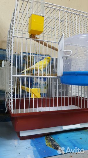 Кенара и канарейки