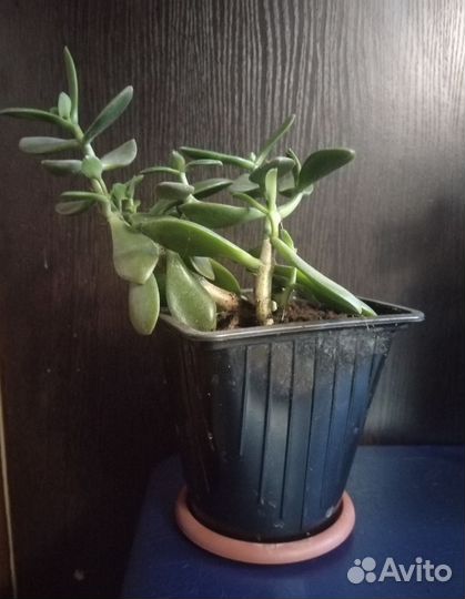 Крассула толстянка