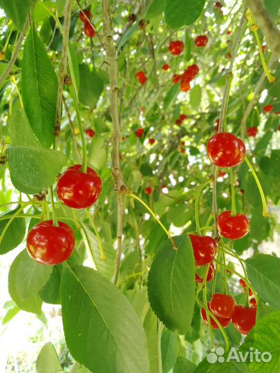 Саженцы вишни