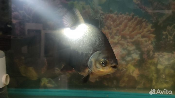 Красный паку. Пиранья