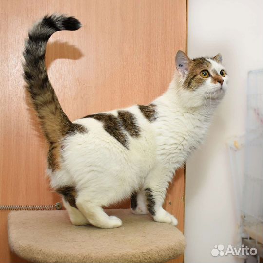 Кошка в дар