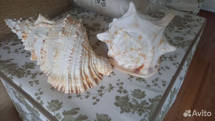 Ракушка морская большая