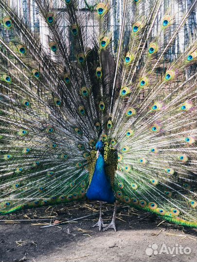 Павлины продажа