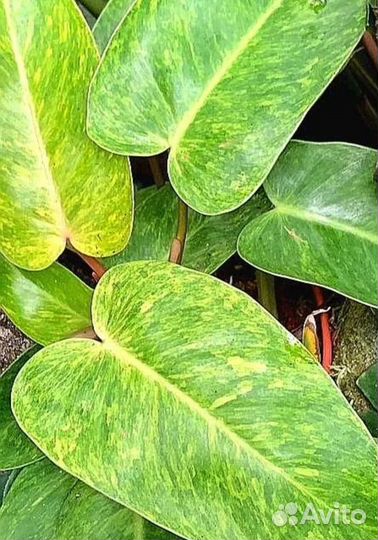 Филодендроны - черенки с корнями