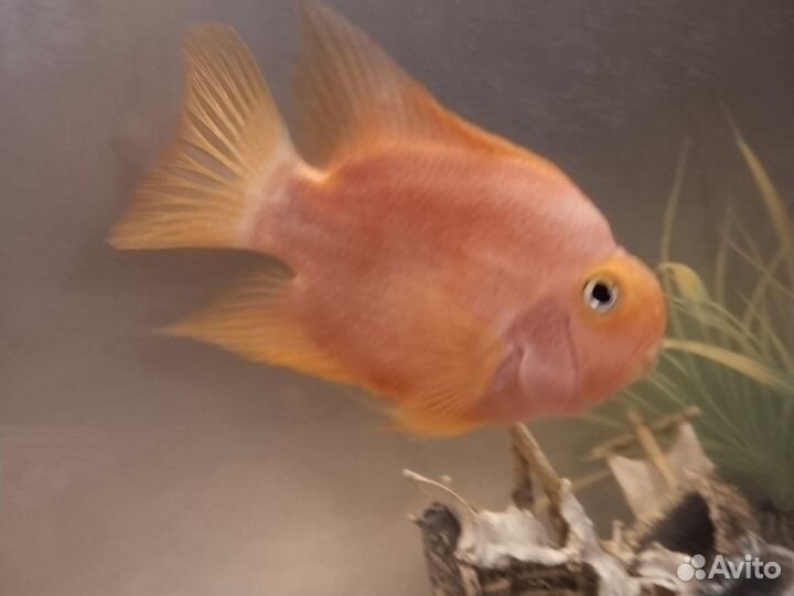 Рыба попугай