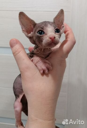 Канадский сфинкс