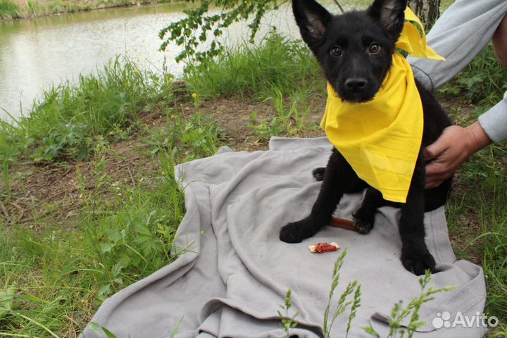 Ищет дом маленькая Луна